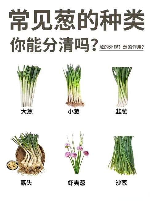 过年卖葱,种哪个品种最赚钱?-图1 过年卖葱,种哪个品种最赚钱?-图1