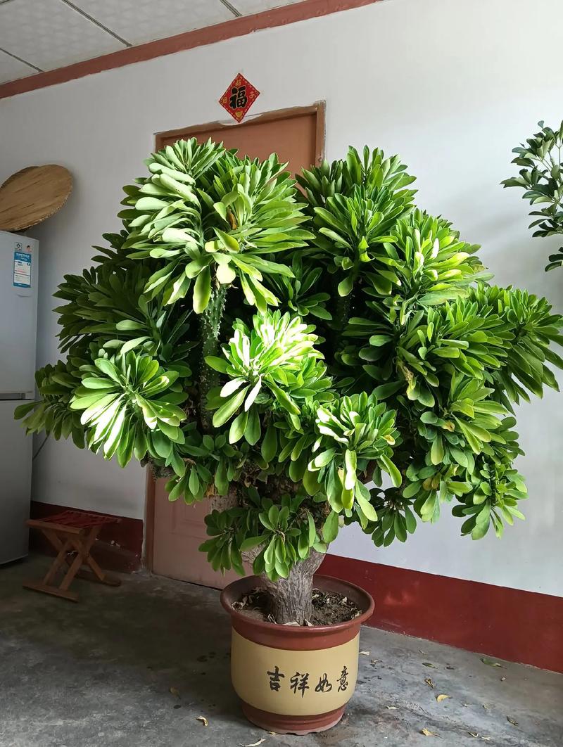 盆栽紫金麒麟是什么品种-图1 盆栽紫金麒麟是什么品种-图1