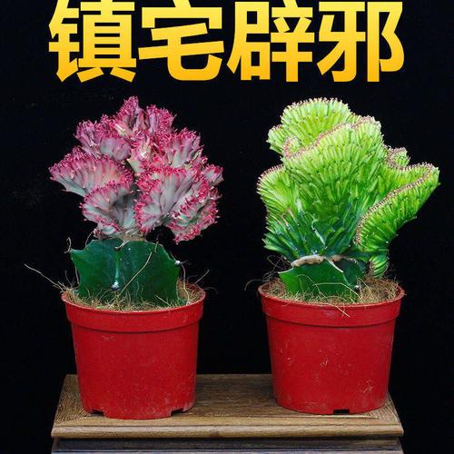 盆栽紫金麒麟是什么品种-图2 盆栽紫金麒麟是什么品种-图2