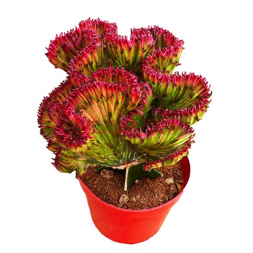 盆栽紫金麒麟是什么品种-图3 盆栽紫金麒麟是什么品种-图3