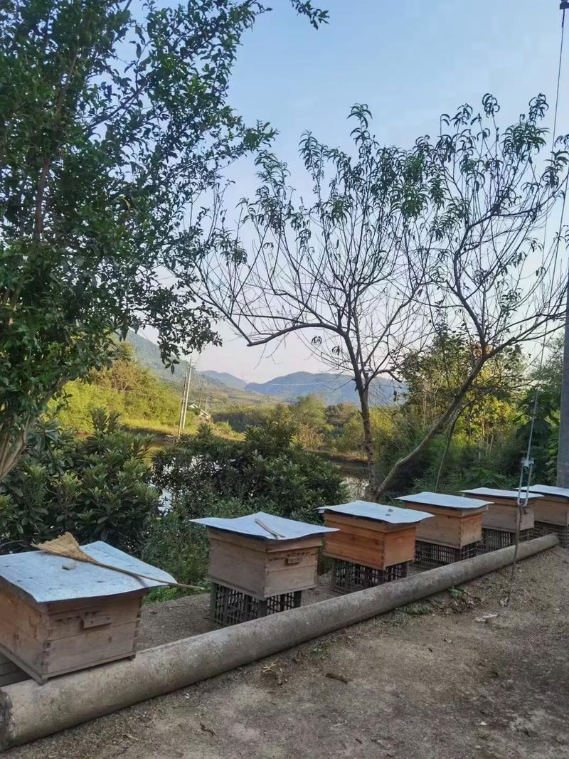 养蜜蜂技术视频2025-图2 养蜜蜂技术视频2025-图2