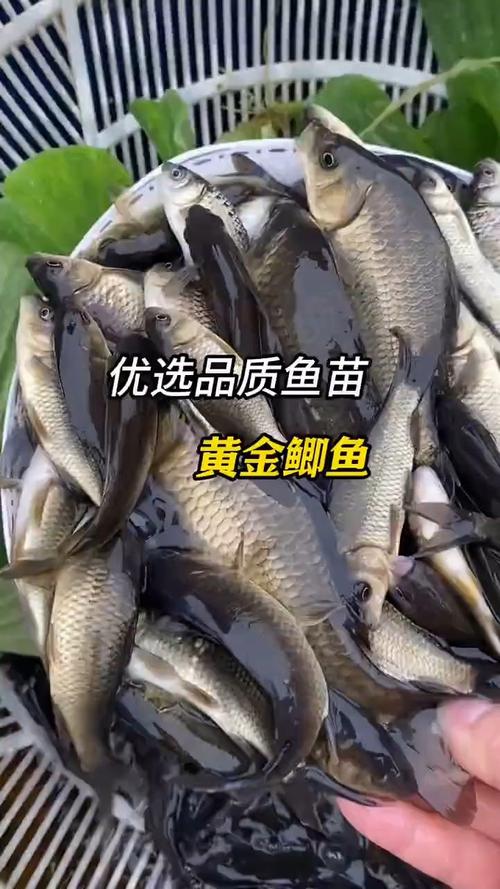2025黄金鲫养殖技术-图2 2025黄金鲫养殖技术-图2