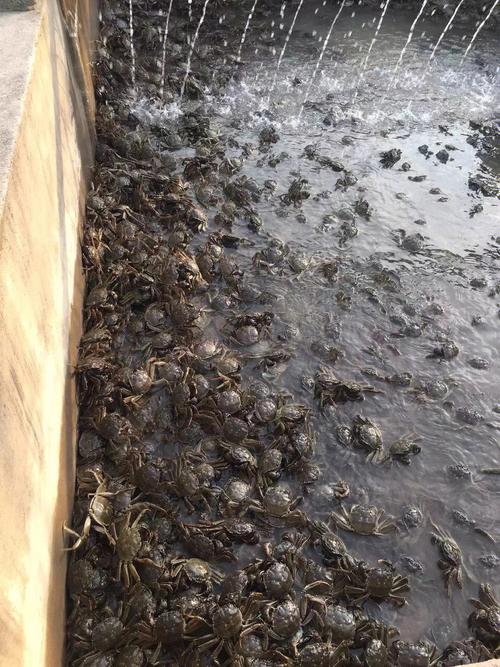 大闸蟹养殖技术哪里最好？-图3