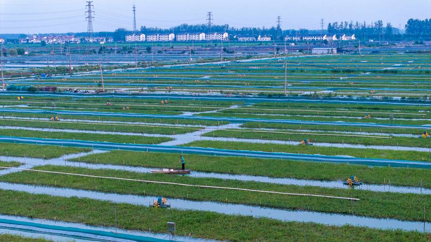 池塘养蟹种草,技术要点有哪些?-图1 池塘养蟹种草,技术要点有哪些?-图1