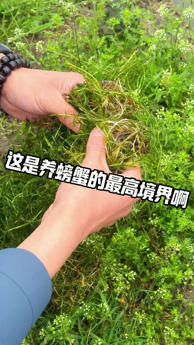 池塘养蟹种草，技术要点有哪些？-图3