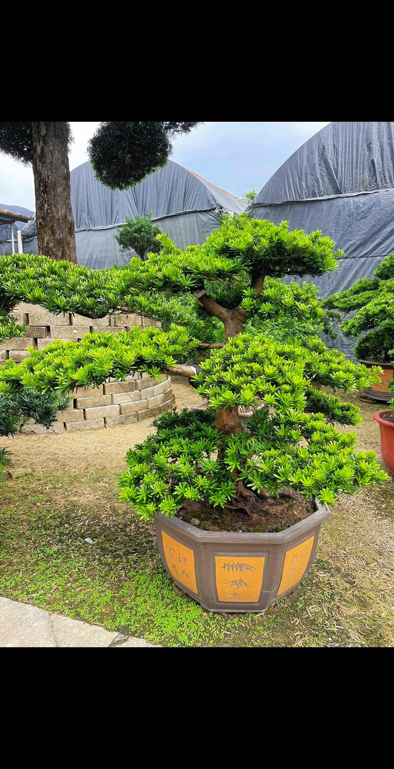 大型树桩盆景栽培 技术-图2 大型树桩盆景栽培 技术-图2