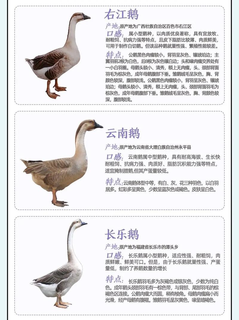 近期适合养什么品种的鹅?-图2 近期适合养什么品种的鹅?-图2