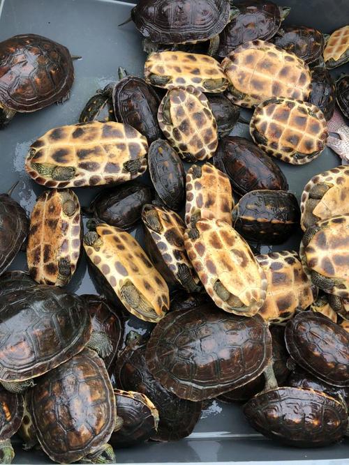 2025黄沙鳖价格行情如何?-图1 2025黄沙鳖价格行情如何?-图1