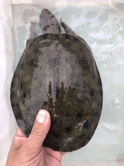 2025黄沙鳖价格行情如何？-图3