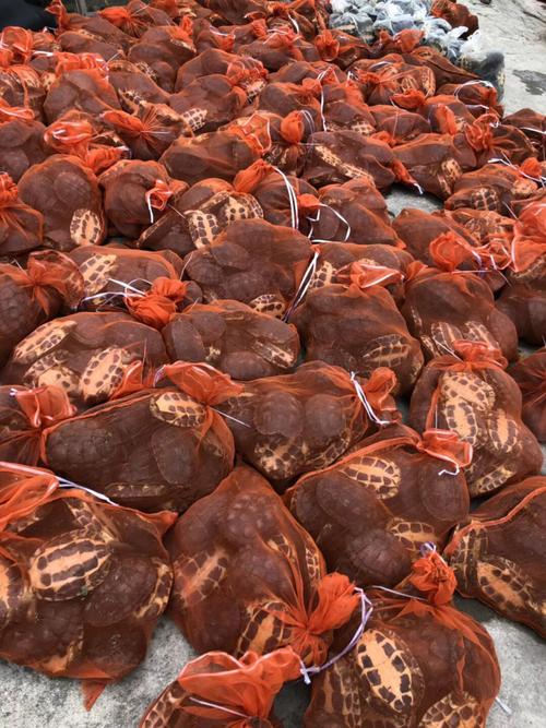 2025黄沙鳖价格行情如何？-图2