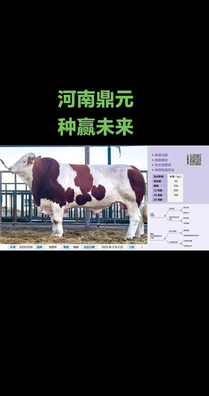 河南肉牛优良品种有哪些?-图1 河南肉牛优良品种有哪些?-图1