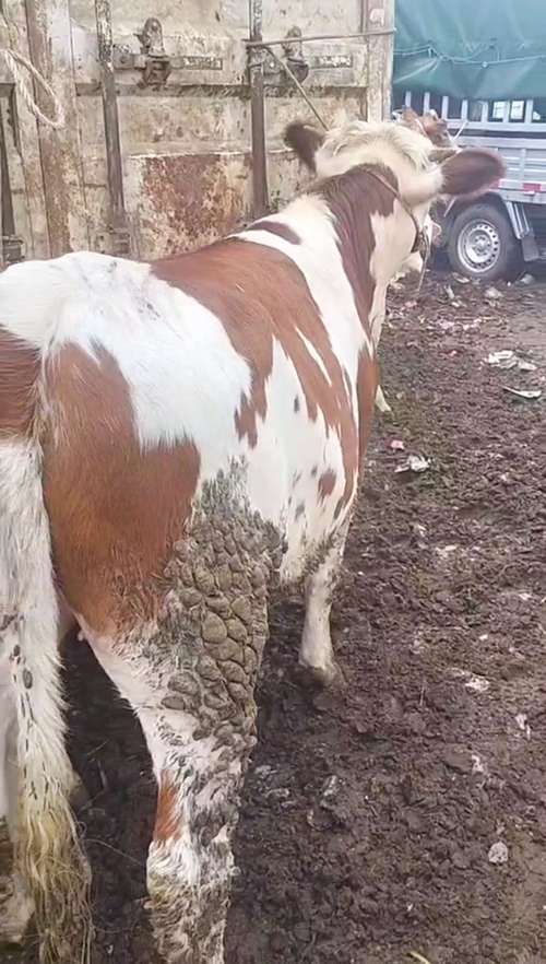 河南肉牛优良品种有哪些?-图3 河南肉牛优良品种有哪些?-图3