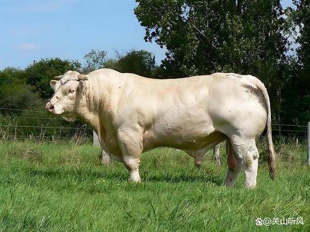 河南肉牛优良品种有哪些?-图2 河南肉牛优良品种有哪些?-图2