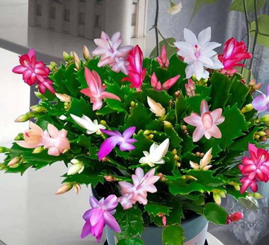 蟹爪兰品种有哪些?附图片详解。-图3 蟹爪兰品种有哪些?附图片详解。-图3