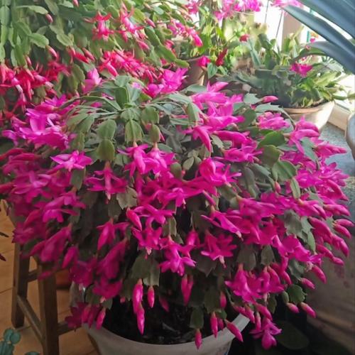 蟹爪兰品种有哪些?附图片详解。-图2 蟹爪兰品种有哪些?附图片详解。-图2