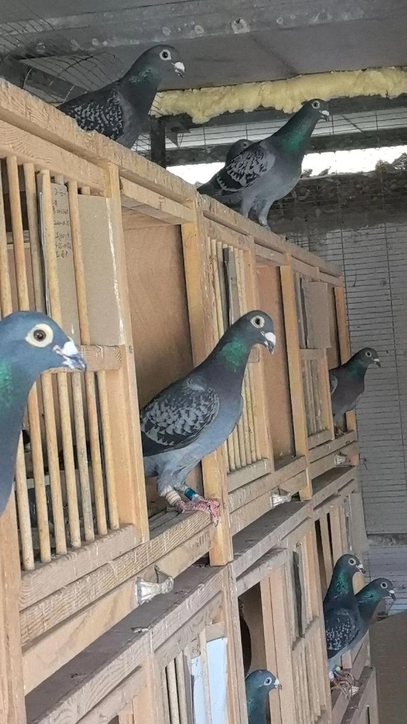 哪些鸽子品种繁殖速度最快?-图2 哪些鸽子品种繁殖速度最快?-图2