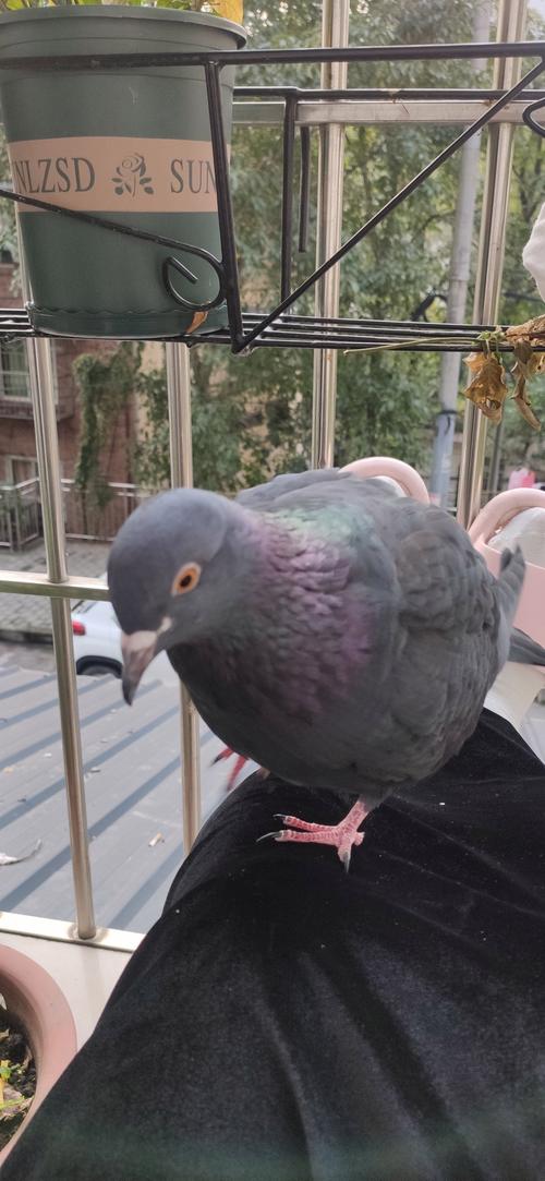 哪些鸽子品种繁殖速度最快?-图1 哪些鸽子品种繁殖速度最快?-图1