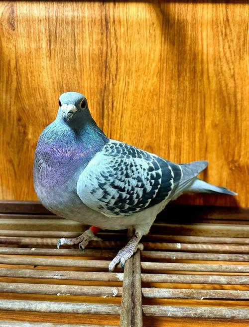 哪些鸽子品种繁殖速度最快?-图3 哪些鸽子品种繁殖速度最快?-图3