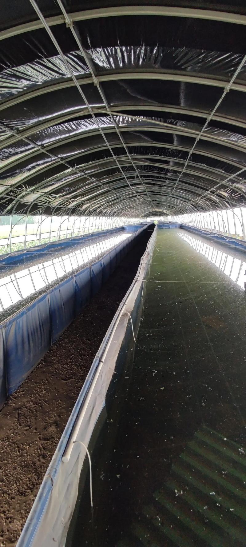 水蛭网箱养殖技术图书如何高效应用？-图3