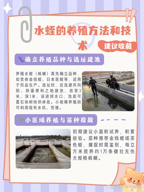 水蛭网箱养殖技术图书如何高效应用？-图2