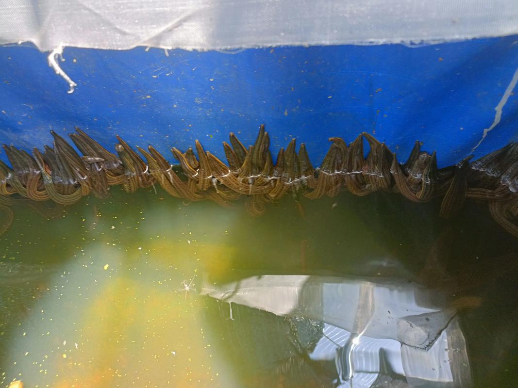 水蛭网箱养殖技术图书如何高效应用?-图1 水蛭网箱养殖技术图书如何高效应用?-图1