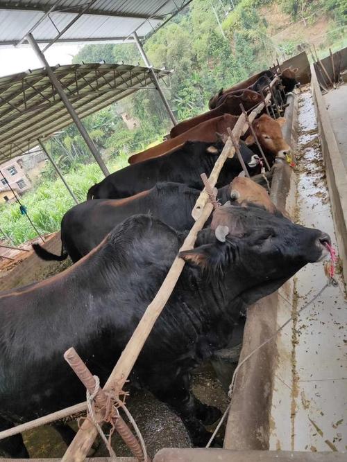 道县养牛啥品种最合适？-图2