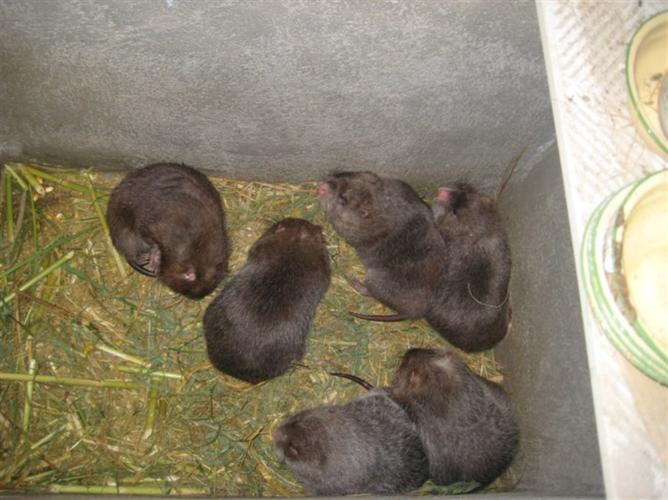 竹鼠养殖该选什么品种竹子？-图3