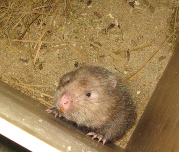 竹鼠养殖该选什么品种竹子？-图2