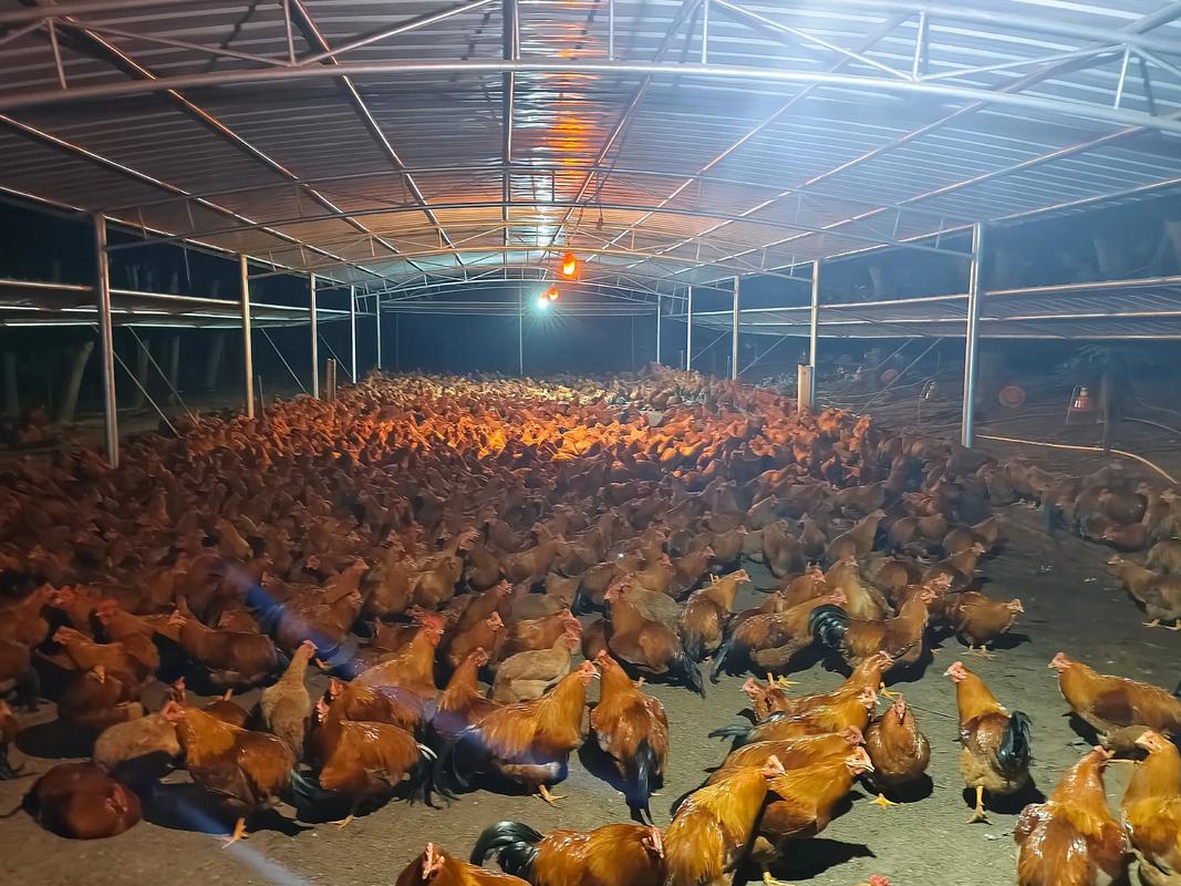 土鸡养殖技术视频,新手该如何入门?-图2 土鸡养殖技术视频,新手该如何入门?-图2