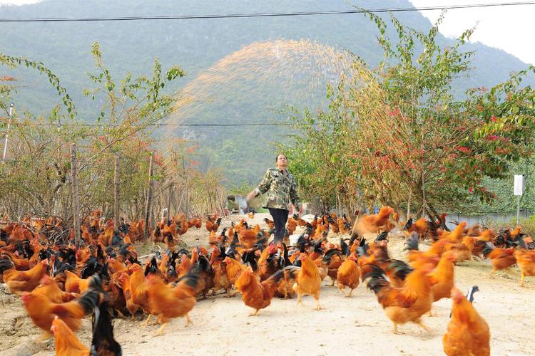 土鸡养殖技术视频,新手该如何入门?-图3 土鸡养殖技术视频,新手该如何入门?-图3