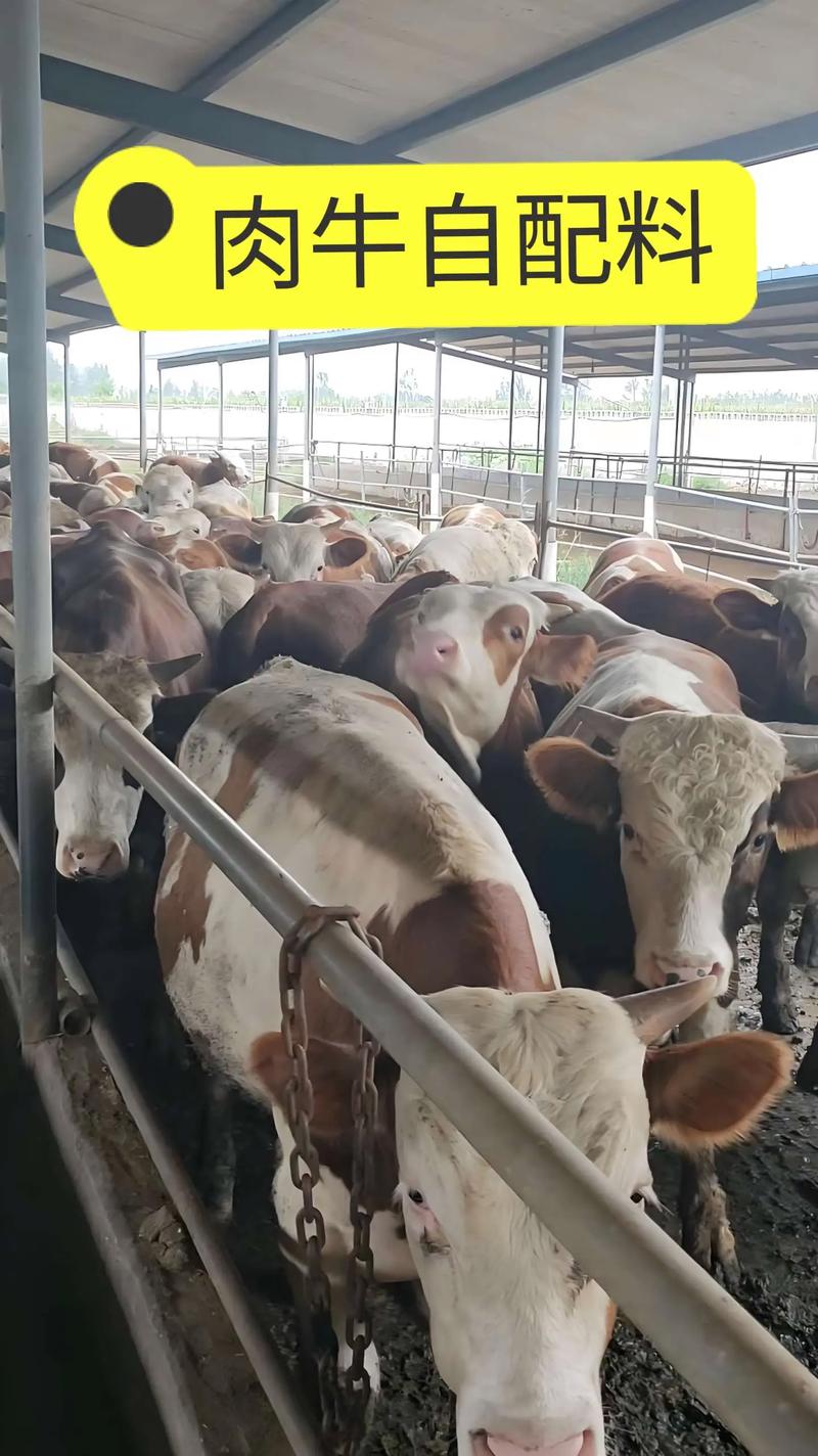 肉牛催肥饲料 养牛技术-图3