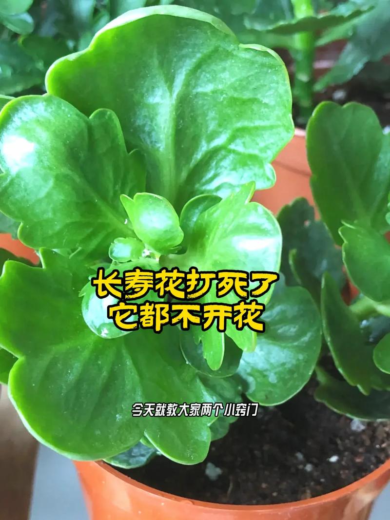 什么品种的长寿花只长不开花?-图1 什么品种的长寿花只长不开花?-图1