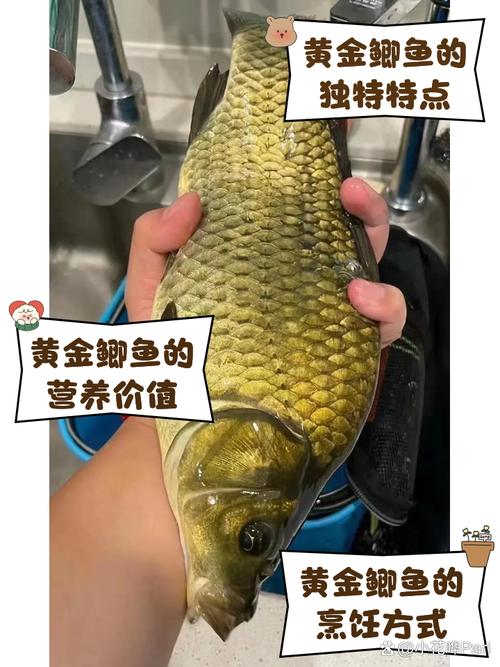 市场卖的鲫鱼是什么品种？-图2