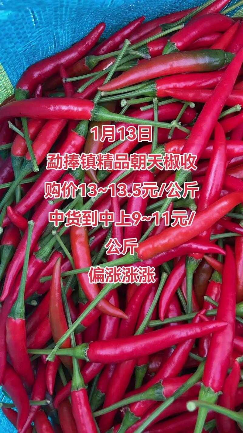 2025朝天椒价格会涨还是跌?-图1 2025朝天椒价格会涨还是跌?-图1