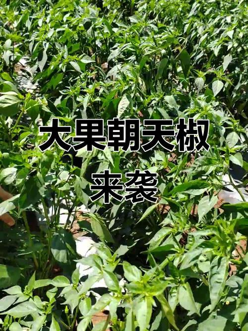 2025朝天椒价格会涨还是跌？-图3