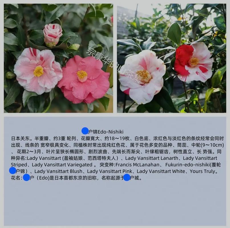哪里买最耐强光茶花品种?-图3 哪里买最耐强光茶花品种?-图3