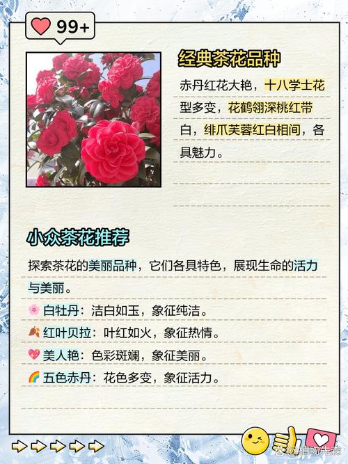 哪里买最耐强光茶花品种？-图2