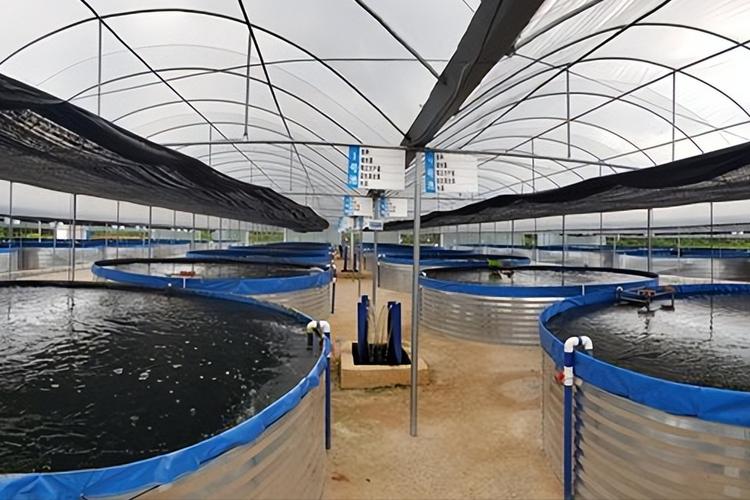 淡水养殖技术如何提升农业水产效益？-图3