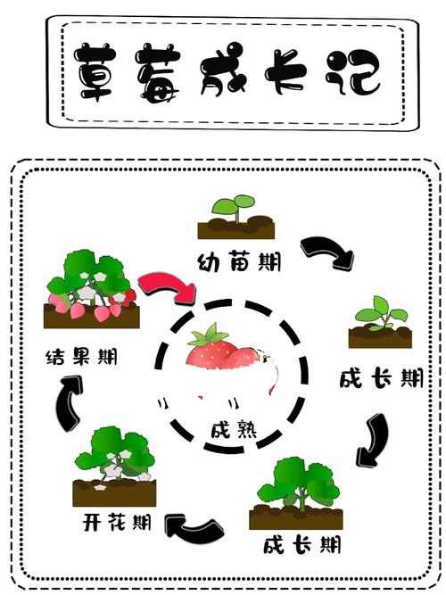 温室草莓种植技术PPT-图1 温室草莓种植技术PPT-图1