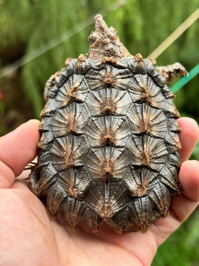 2025鳄龟的价格预测-图1 2025鳄龟的价格预测-图1