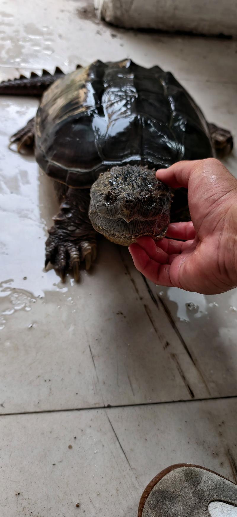 2025鳄龟的价格预测-图2