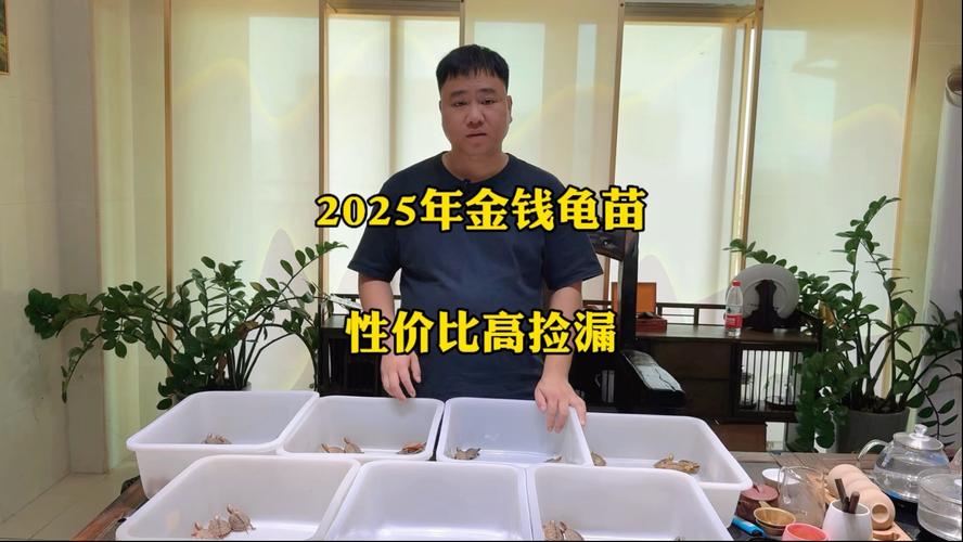 2025金钱龟幼苗价格-图3 2025金钱龟幼苗价格-图3