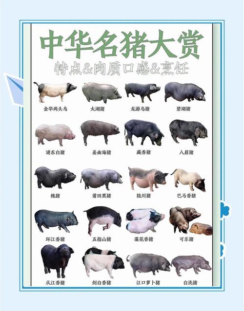 国内饲养猪的品种及特点-图1