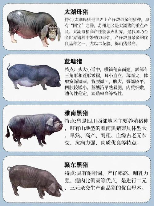国内饲养猪的品种及特点-图3