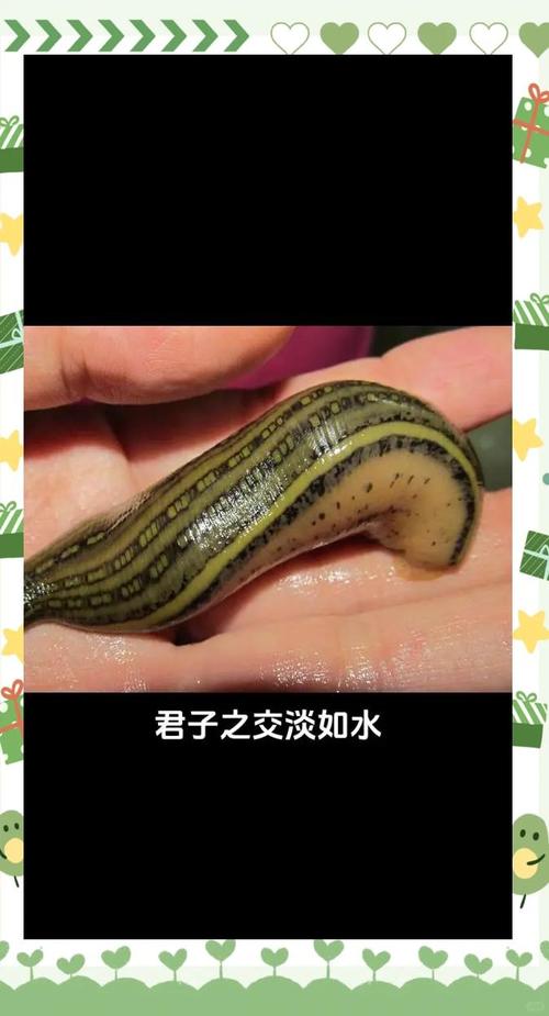 2025年水蛭养殖技术-图2 2025年水蛭养殖技术-图2