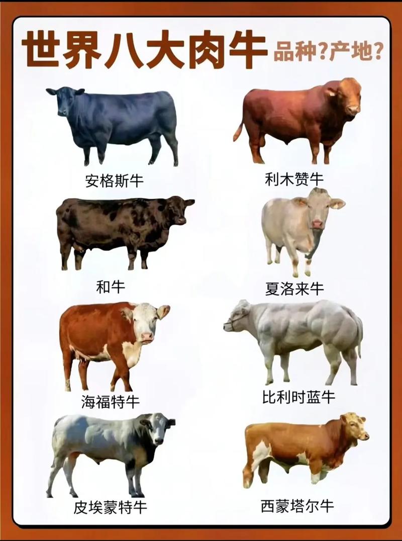 肉牛催肥绝招有哪些关键技术要点?-图1 肉牛催肥绝招有哪些关键技术要点?-图1