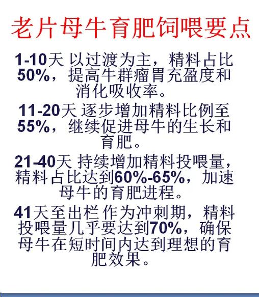肉牛催肥绝招有哪些关键技术要点？-图2
