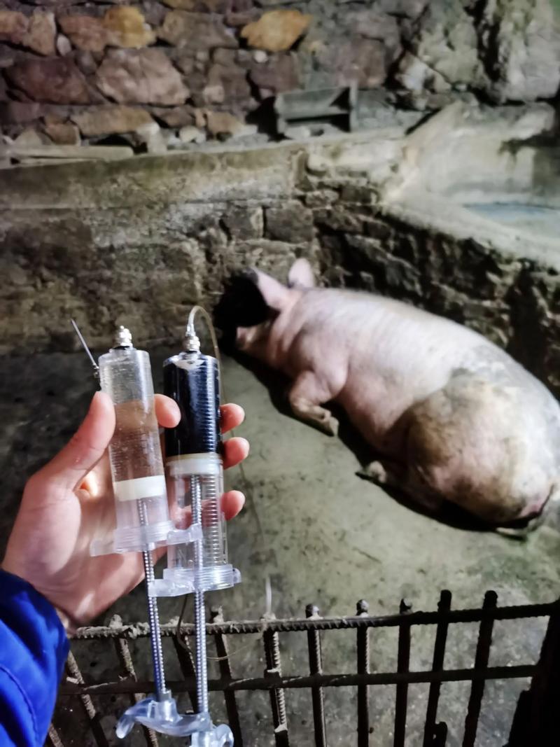 母猪产后护理技术关键点有哪些?-图1 母猪产后护理技术关键点有哪些?-图1