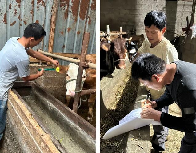 重庆肉牛催肥，养牛技术有何秘诀？-图3