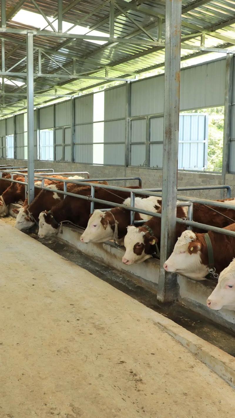 肉牛养殖技术如何提升养牛利润?-图1 肉牛养殖技术如何提升养牛利润?-图1